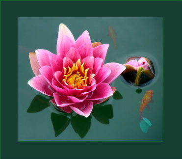 Seerose